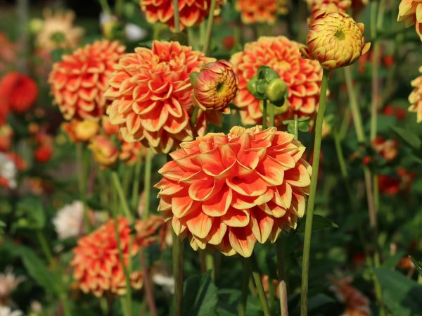 Welche Materialien sind am nachhaltigsten für den Bau?